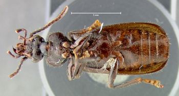 Media type: image;   Entomology 31524 Aspect: habitus ventral view